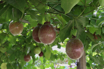 passion fruits hanging on the vine