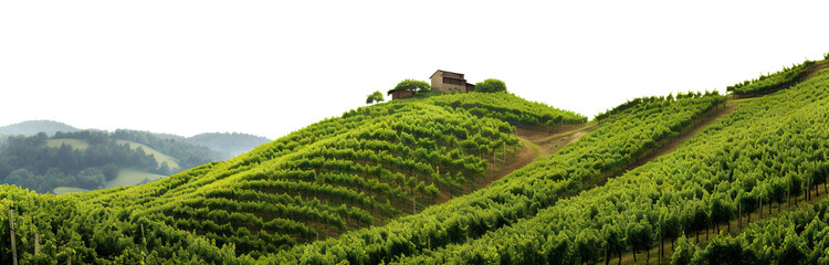 Vineyards among majestic green hills and mountains, panoramic view, cut out