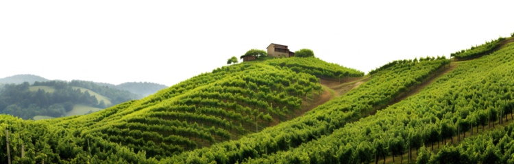 Vineyards among majestic green hills and mountains, panoramic view, cut out