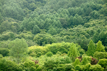 Obraz premium trees in the forest