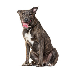 Panting Crossbreed between Cane corso with with Malinois, wearing a collar, isolated on white
