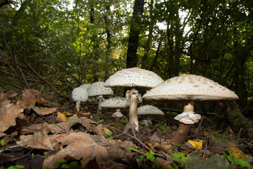 Shaggy Parasol, chlorophyllum rhacodes, mushrooms in the forest.