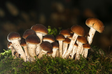 Cyclocybe cylindracea, Poplar Fieldcap mushrooms on the green moss