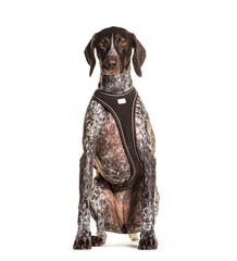 Brown Mongrel Dog wearing a harness, isolated on white