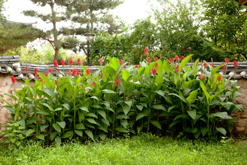 cannas in front of the fence