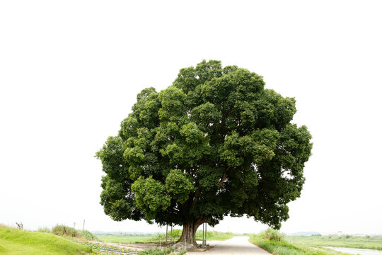 a hackberry in summer