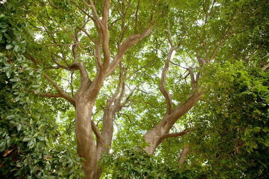 branches and leaves of the hackberry tree