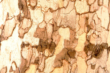 bark of a tree