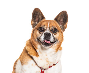 Mongrel Dog wearing a harness, isolated on white