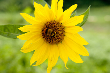 Bumblebee and sunflower