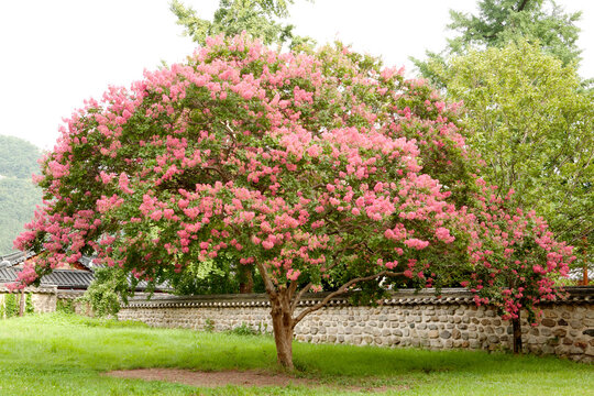 crape myrtle