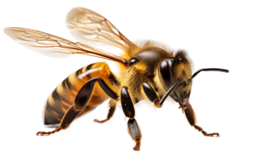 Harmful Colorful Bee Flies on White or PNG Transparent Background