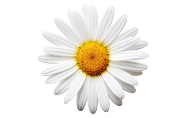 Beautiful Colorful Daisy Blossom on White or PNG Transparent Background