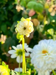 Obraz premium flowers in the garden