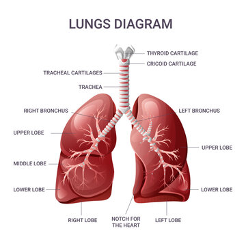 Lungs anatomy. Medical educational diagram isolated