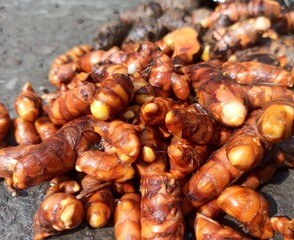 Heap of fresh turmeric roots