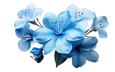 Beautiful Blue Color Flower on White or PNG Transparent Background