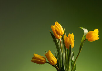 yellow tulips with drops of water  on green background