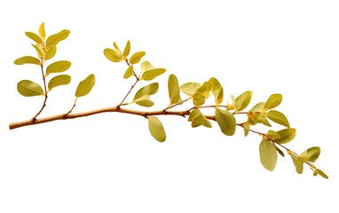 Gorgeous Leave Branch on White or PNG Transparent Background