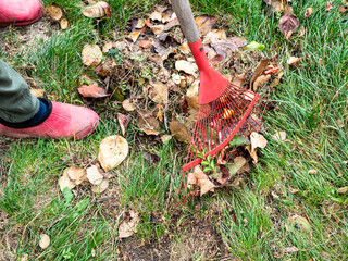 village woman removes fallen leaves from green lawn with red fan rake on autumn day