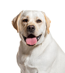 Labrador Panting, isolated on white