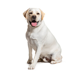 Labrador Panting, isolated on white