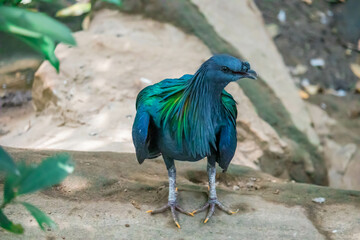 Nicobar dove or Nicobar Pigeon or Caloenas nicobarica in the forest