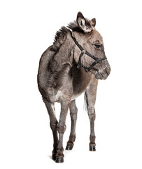 Grey Donkey standing, wearing halter, isolated on white