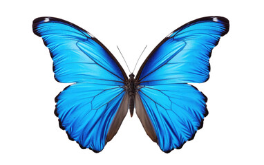 Morpho Butterfly On Transparent PNG