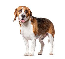 Beagle wearing a collar, isolated on white