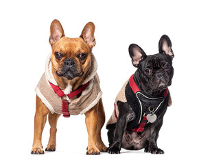 French Bulldogs together wearing a dog harness, isolated on white