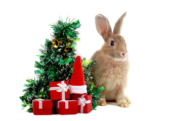 Cute fluffy brown rabbit wears Santa hat with decorate Christmas tree, red gift box present on white background. Merry Christmas and happy new year with bunny pet, animal on winter holiday celebration