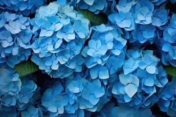  a close up of a bunch of blue hydrangea flowers with green leaves on the top of the petals.