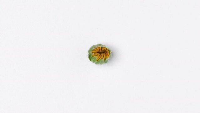Opening of a calendula bud on a white background. Loop seamless stop motion animation.
