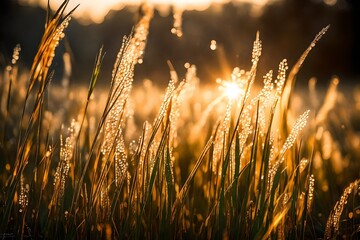 Sunlight breaking through dew-laden grass, a captivating sight