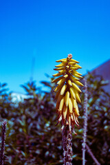 aloe flower growing in the desert