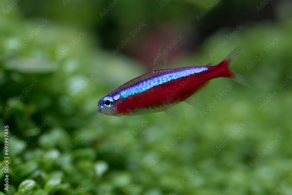 Wall mural Closeup of cardinal tetra fish in aquarium with green plant background