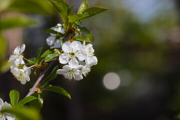 Blossoming cherry tree in spring.