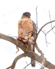 Cooper's Hawk on tree branch holding grey squirrel prey with talons