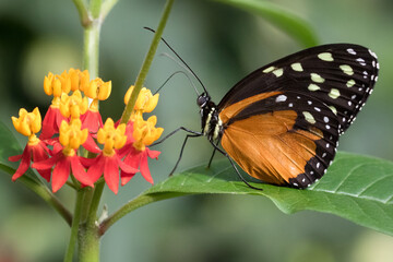 Closeup of tigerwing butterfly on green leaf sipping nectar from flowers