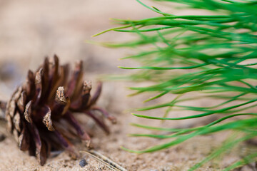 A pine cone lies on the sand. Green pine needles in the background out of focus.