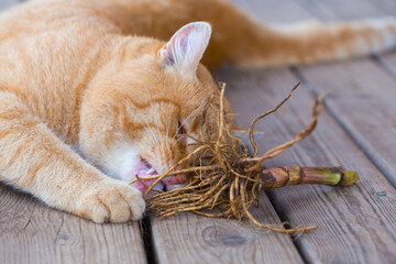 A ginger cat is gnawing on valerian root.
