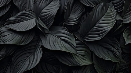 Textures of abstract black leaves for tropical leaf
