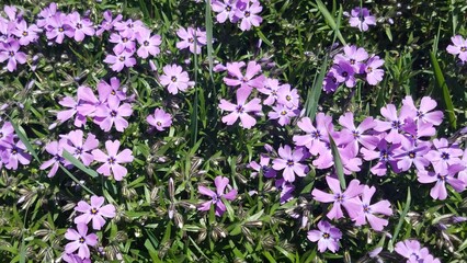 carpet phlox