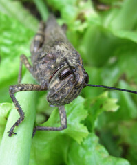 Macro occhi striati marrone nero e antenne di cavalletta locusta con malto della pelle a texture marrone grigio appoggiata su foglia verde di ortaggio