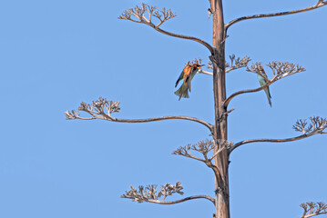 Image of Bee-eater, Abellerol and Merops apiaster Bee-eater, Meropidae family with exotic colors