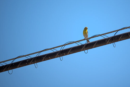 Serin Verdecillo or Chamarin perched on a wire with blue sky background