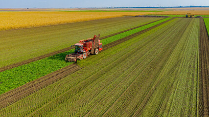 Aerial view of combine, harvester machine harvest ripe sugar beet