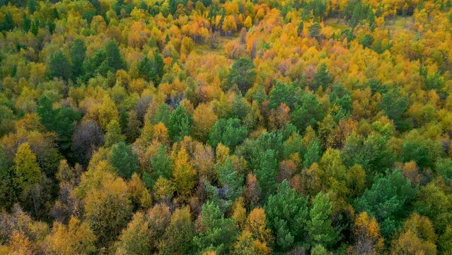 Tree tops with autumn colors.This drone footage was taken in D&oslash;r&aring;len valley. D&oslash;r&aring;len is located in Rondane National park close to Folldal village, Norway. 