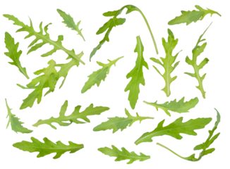 leaves of fresh green arugula are isolated 